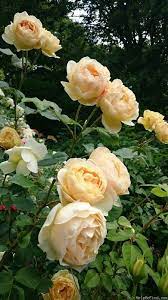 Pin On Roses David Austin Yellow Apricot