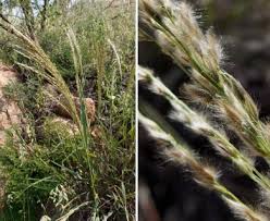 Image result for Digitaria brazzae