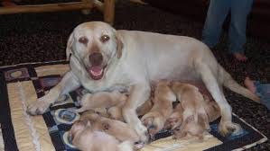 Find lab puppies in canada | visit kijiji classifieds to buy, sell, or trade almost anything! Red Fox Lab Puppies Pets And Animals For Sale Michigan
