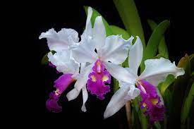 Pin On Cattleya