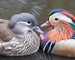 Information About Mandarin Ducks With Original Photos Mandarin Duck Duck Species Duck Breeds