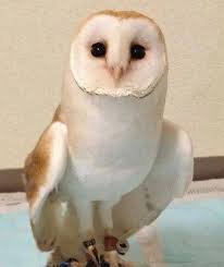 Image result for Cyphostemma glandulosissimum