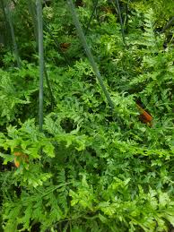 Image result for Microlepia