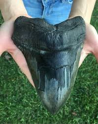 .to find this monster tooth!! Megalodon Tooth Found In The Ace River Basin Georgia S C Would Have Been Larger Than A School Bus Nextfuckinglevel