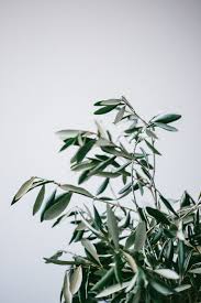 Minimalistic Olive Branch On White Background Photo By The Bialons Bialons On Unsplash Healing Plants Olive Leaf Skin Healing