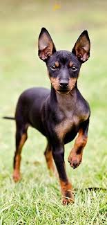 The toy variety became popular during the reign of queen victoria, when smaller dogs were. Manchester Terrier Toy Miniature Pinscher Dog Toy Manchester Terrier Beautiful Dogs