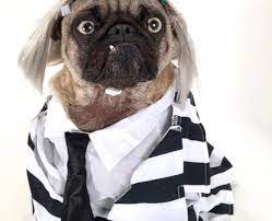 The dog (unknown identification) lives in winter river, connecticut, between maitland hardware and the red covered bridge. Beetlejuice Pug Ozzy Mean Pug Mug Beetlejuice Pet Pug Pugs Funny Pet Fashion