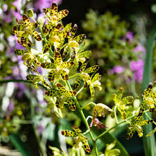 Image result for Ansellia