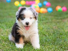 Can the net harness a bunch of volunteers to help bring books in the public domain to life through podcasting? New Puppy Care A Great Start With Your Australian Shepherd Puppy