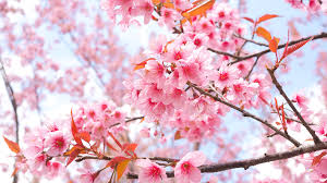 Previous postpink sakura iphone and android hd wallpaper iphone and android hd wallpaper download iphone and android next postsakura blossom flowers flower hd wallpaper beautiful nature hd wallpapers. Desktop Wallpapers Sakura Flowers Branches Flowering Trees 1920x1080