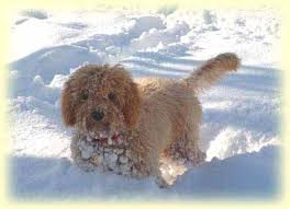 Are there australian labradoodles for sale in mi? Labradoodle Doodle Dogs Labradoodle Love Doodles