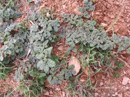 Image result for Chrozophora plicata