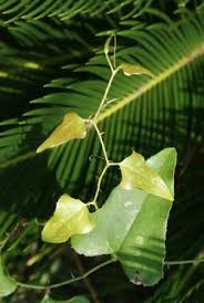 Maybe you would like to learn more about one of these? Smilax Nothing To Smile About The Shoofly Magazine