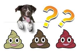 types of dog poop and what they mean dog poop chart