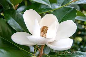50 Beautiful Flowers For Every State In The Union Magnolia Trees Evergreen Flowers Sweetbay