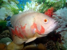 Fish garden koi fish pond fish ponds tiger oscar fish fish information fish list cichlid fish pet fish underwater creatures. Oscar Fish Care Tank Mates Food Size More