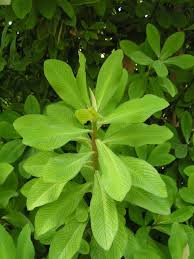 Image result for Euphorbia grantii