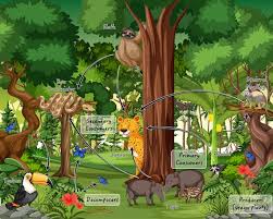 Food Chain And Food Web - Tropical Rainforest