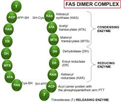 Image result for Fatty Acid