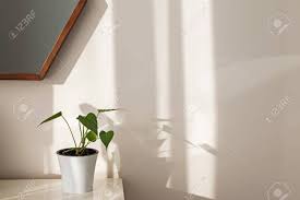 Check spelling or type a new query. Minimalist Interior With Green House Plant Minimalist Room With Morning Natural Sunlight Stock Photo Picture And Royalty Free Image Image 135271293