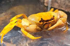 Image result for Crabbea nana