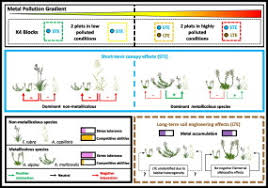 Image result for Crepidorhopalon tenuis