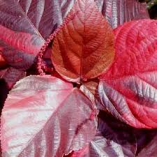 Image result for Acalypha manniana