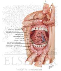 Anatomy Of Mouth Floor Anatomy Drawing Diagram