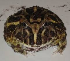 They have dark green or brown stripes and blotches. Cranwell S Horned Frog Wikipedia