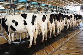 Dietary Canola Meal May Boost Milk Production When Fed In Early Lactation