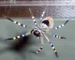 Instead of chasing prey, the spiders usually. Badge Huntsman Spider What S That Bug