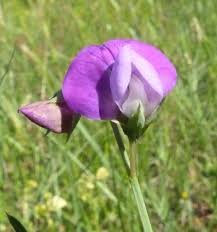 Image result for Lathyrus hirsutus