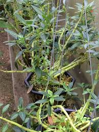 Image result for Impatiens keilii