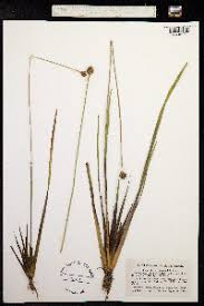 Image result for Xyris obscura