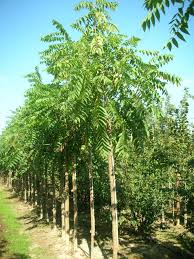 Image result for Juglans