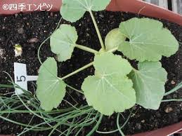 西洋カボチャの栽培記録 ベランダ菜園２０１０ その２ 四季エンピツ