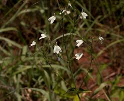 Image result for Rhinacanthus