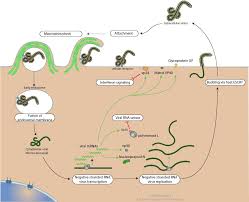 The prevail iii study group n engl j med 2019; Replication Of Ebola Virus