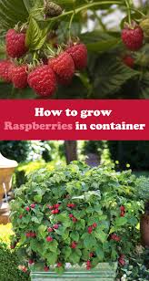 How To Grow Raspberries In Container Raspberry Plants Growing Raspberries Gardening Raspberries