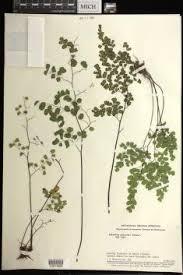 Image result for Adiantum poiretii