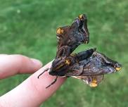 Moth Madness: An Educational Moth Lighting Program
