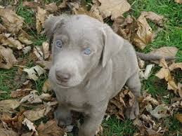 Labrador retrievers are america's most popular companion. Silverwater Labradors We Sell Silver Charcoal Fox Red Chocolate Labradors Silver Labs