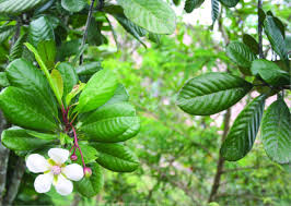 Image result for Dillenia