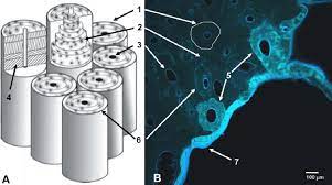 Human gross anatomy study | humandiagram.info. Basic Microstructure Of Mature Compact Bone A Cylindrical Download Scientific Diagram