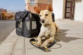 11 Things To Consider Before Traveling And Moving Abroad With Your Dog Best Small Dogs Dog Transport Emotional Support Animal