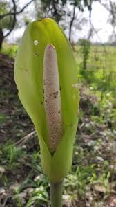 Image result for Anchomanes