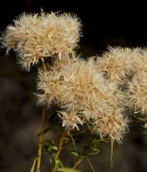 Image result for Nesogenaceae