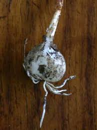 Image result for Cyrtanthus galpinii