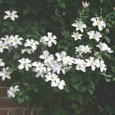Clematis are gorgeous climbing plants that will bring a spark to any garden or home with their riotous color. Clematis Huldine Friedrich M Westphal Clematiskulturen