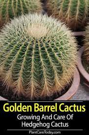 Pin On Green Plants